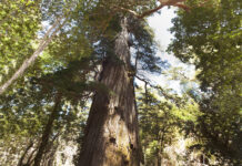 Atención vecinos y visitantes: comienza la etapa de reapertura de servicios turísticos en la zona norte del Parque