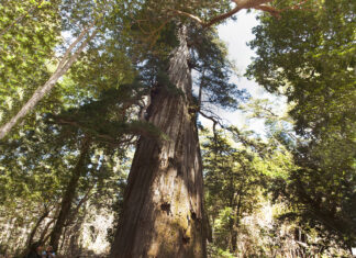 Atención vecinos y visitantes: comienza la etapa de reapertura de servicios turísticos en la zona norte del Parque