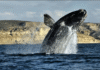 Chubut se prepara para una nueva Temporada de Ballenas