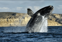 Chubut se prepara para una nueva Temporada de Ballenas