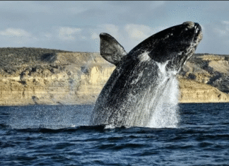 Chubut se prepara para una nueva Temporada de Ballenas