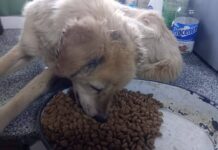 Maltrato animal: Rescatan en Esquel a un perro en grave estado de abandono