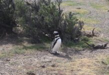 Chubut inauguró la temporada de Pingüinos en Punta Tombo