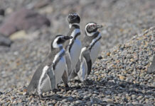 Chubut suma un nuevo vuelo de cara a la temporada de Pingüinos