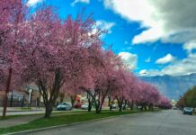 Esquel celebra la Fiesta de los Ciruelos en Flor con música, gastronomía y feria