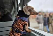 Viajá en La Trochita junto a tu mejor amigo de cuatro patas