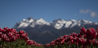 Planifican la próxima temporada de tulipanes