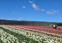 Con récord de visitantes, se inauguró la Temporada de Tulipanes