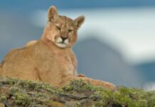 Prueban burros para reducir el avance de los pumas sobre los campos de la provincia