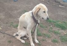 Fauna Urbana rescató a una perra en el barrio Ceferino