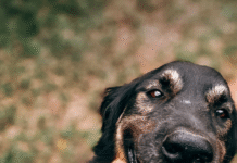 La justicia penal de Esquel es competente en casos de maltrato animal