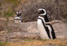 Chubut fortalece su potencial turístico en el mercado europeo