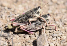 Declaran una alerta preventiva por la plaga Tucura sapo en Río Negro, Chubut y Santa Cruz