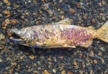 Científicos del CENPAT estudian la invasión del salmón más grande del mundo en la Patagonia