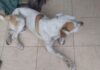 Fauna Urbana rescató a un perro en el barrio Badén