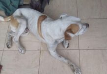 Fauna Urbana rescató a un perro en el barrio Badén