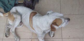 Fauna Urbana rescató a un perro en el barrio Badén