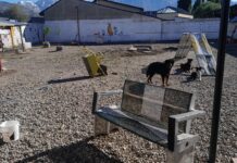 Fauna Urbana organiza una jornada de paseo, adopción y vacunación