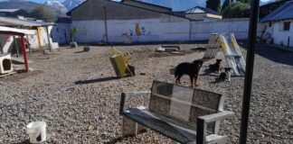 Fauna Urbana organiza una jornada de paseo, adopción, vacunación y desparasitación