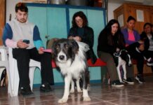 El Quirófano Móvil superó las 2000 castraciones en lo que va del año