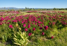 Trevelin lanzó la temporada de peonías en Taiyō Jardín Cordillerano