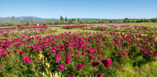 Trevelin lanzó la temporada de peonías en Taiyō Jardín Cordillerano