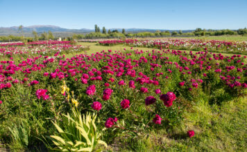 Trevelin lanzó la temporada de peonías en Taiyō Jardín Cordillerano