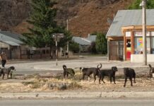 Perros sueltos en la vía pública, una problemática que preocupa