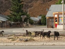 Perros sueltos en la vía pública, una problemática que preocupa