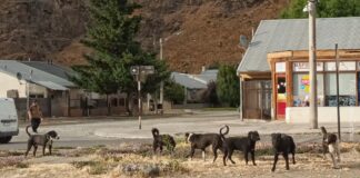 Perros sueltos en la vía pública, una problemática que preocupa