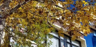 Prevención del cáncer de piel: dermatólogas del Hospital realizan chequeos de lunares