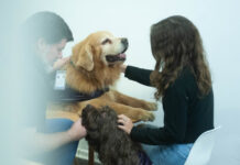 Incorporarán perros de asistencia para acompañar a niños y adolescentes en procesos judiciales