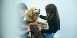 Incorporarán perros de asistencia para acompañar a niños y adolescentes en procesos judiciales