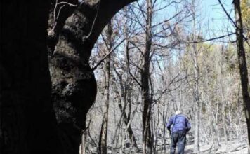 El informe pericial concluyó que el incendio de Epuyén fue intencional