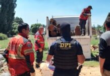 Operativo “Escudo Ecológico”: Desmantelan una red de tala ilegal en la Comarca Andina