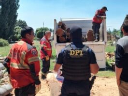 Operativo “Escudo Ecológico”: Desmantelan una red de tala ilegal en la Comarca Andina