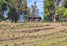 Inauguraron “Tierra de Brotes”, un nuevo emprendimiento de lavandas en Trevelin