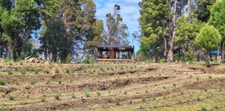 Inauguraron “Tierra de Brotes”, un nuevo emprendimiento de lavandas en Trevelin