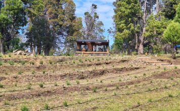 Inauguraron “Tierra de Brotes”, un nuevo emprendimiento de lavandas en Trevelin