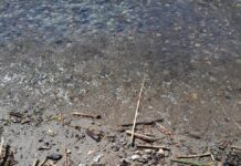 Policía del Chubut retiró explosivos del Lago Epuyén en el marco de una investigación