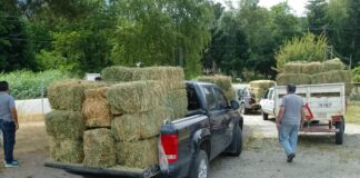 Asisten a productores afectados por los incendios en la región cordillerana