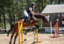 Trevelin será sede de la primera Clínica de Salto Hípico