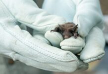 Trevelin: se confirmó caso positivo de rabia en un murciélago