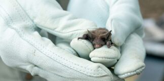 Trevelin: se confirmó caso positivo de rabia en un murciélago