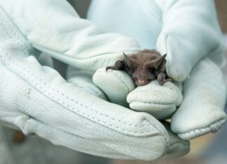 Trevelin: se confirmó caso positivo de rabia en un murciélago