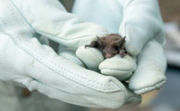 Trevelin: se confirmó caso positivo de rabia en un murciélago