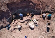 Impulsan nueva campaña paleontológica que fortalece el conocimiento científico y el patrimonio chubutense