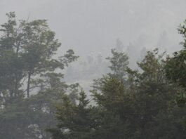 Sin tregua: Continúa el combate del incendio contra múltiples frentes en el Parque Los Alerces