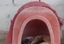 Avanza en la justicia la investigación por un caso de violencia de género y crueldad y animal