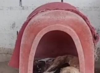 Avanza en la justicia la investigación por un caso de violencia de género y crueldad y animal